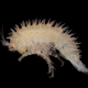Image for article titled 10 Surreal Images of Antarctica's Tiny 'Sandhoppers'